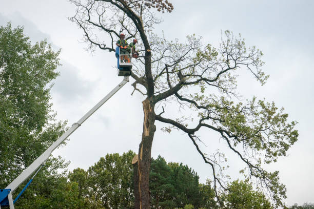 Best Affordable Tree Service  in Belen, NM